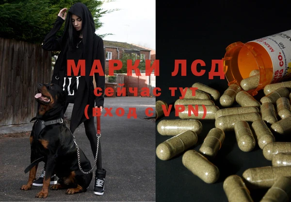 гашик Арсеньев