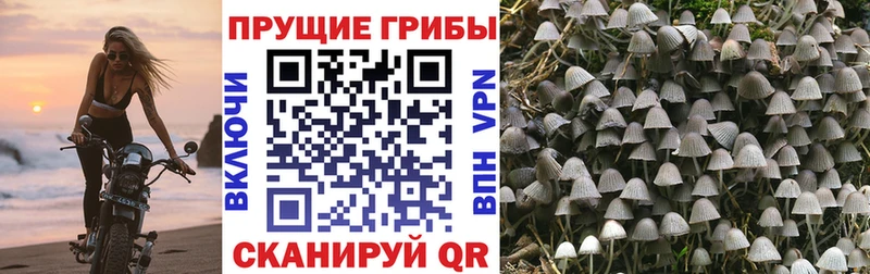 Галлюциногенные грибы Cubensis  Свирск 